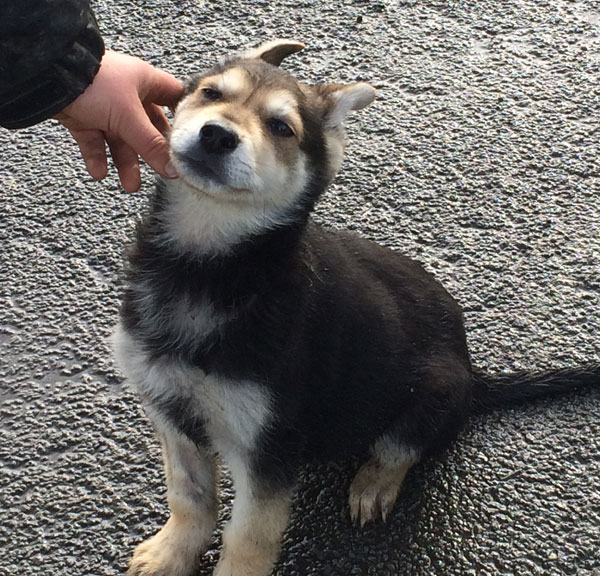 very cute german shepherd cross puppy