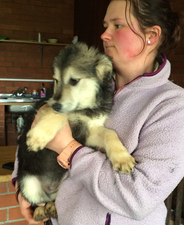 marley the very cute romanian puppy