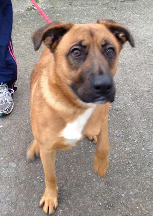 meekah gsd boxer cross