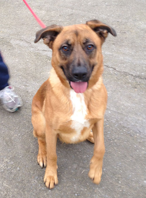 meekah very cute boxer gsd cross