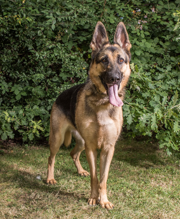 Meg is a lovely looking young dog