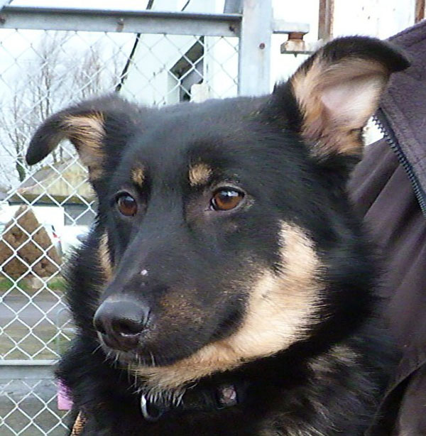 Mellie the german shepherd cross has such a pretty face