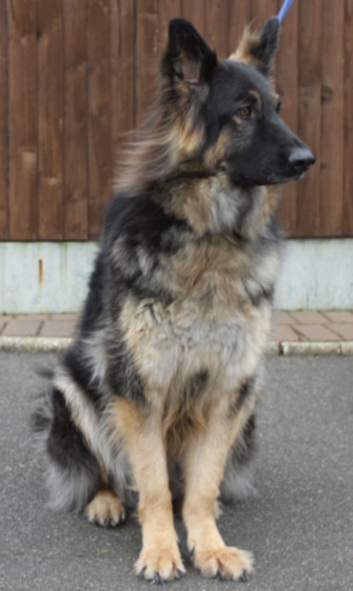 beautiful gentle german shepherd millie