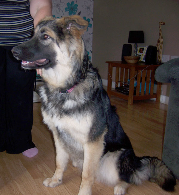 misty gsd malamute cross puppy