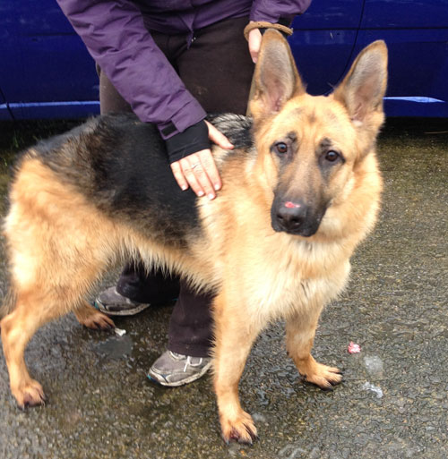 misty nervous young german shepherd