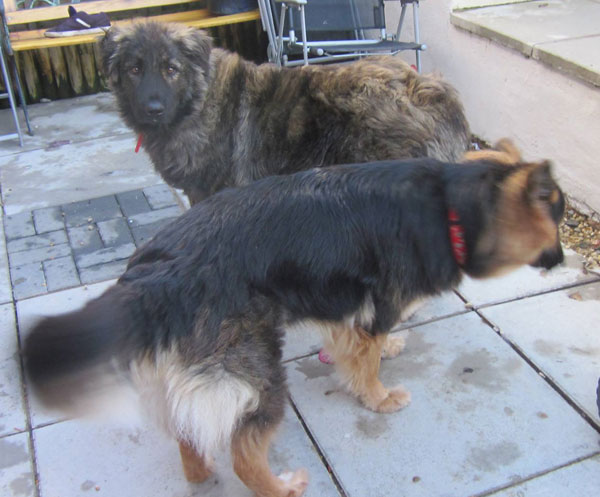 mowgli carpathian cross caucasian shepherd