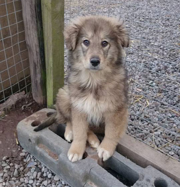 suzi carpathian shepherd puppy