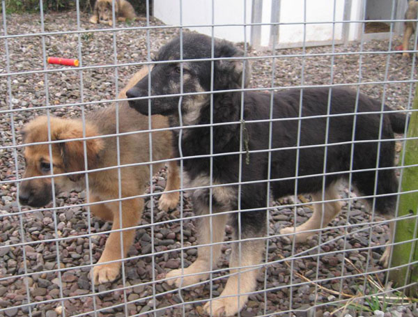 roasie and eddie romanian puppies that have come to the UK