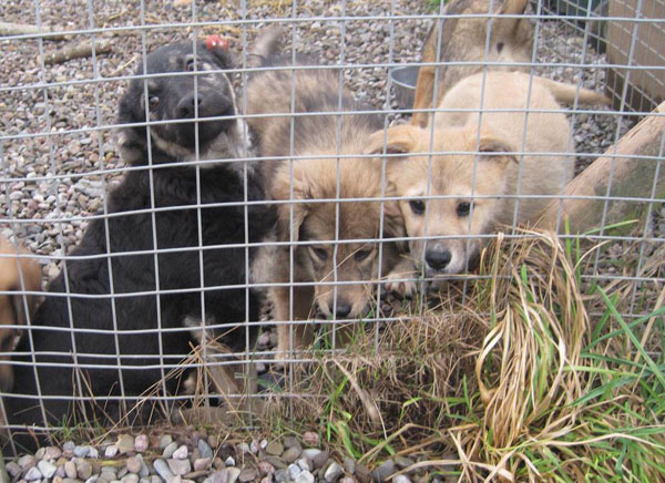 eddie, suzi and lotte romanian puppies that have come to the UK