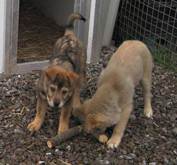 elsa and lotte romanian puppies that have come to the UK