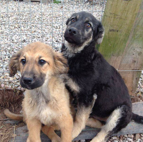 rosie and eddie romanian puppies that have come to the UK