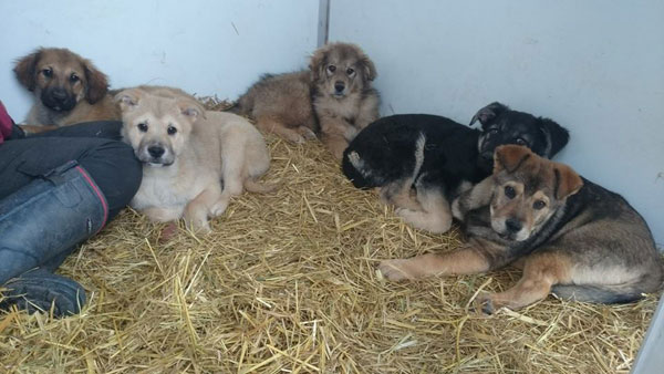 the Munchkins who are 6 Romanian puppies