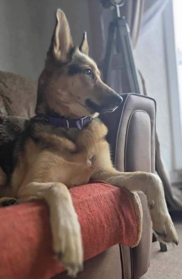 Nala Nala