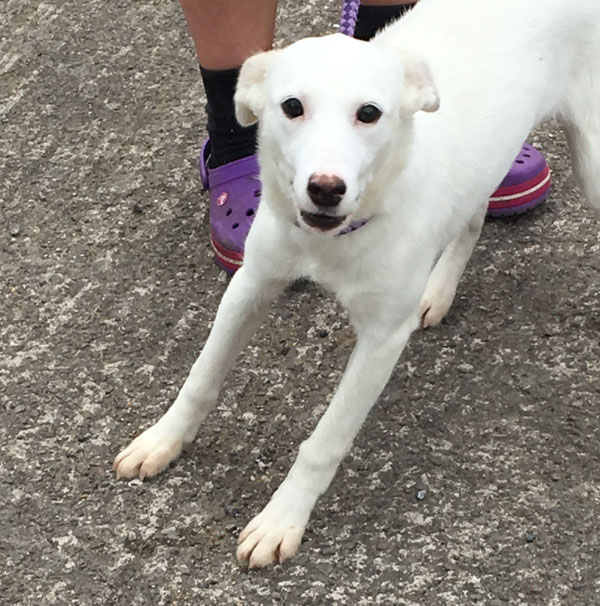 Please come and play with me says Narla the puppy.