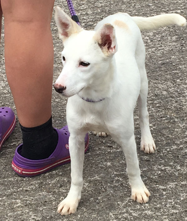 How cute is Narla the white gsd cross?