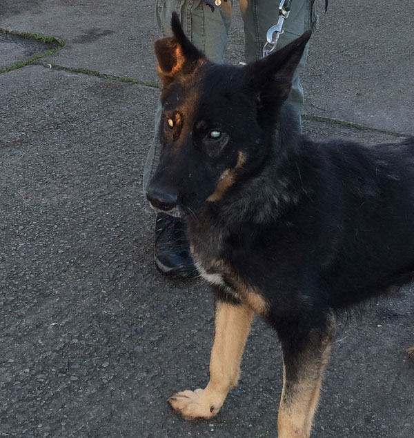 handsome Nico a blind german shepherd