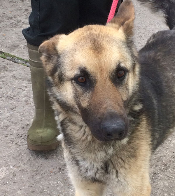 Lovely young GSD that needs a proper home now