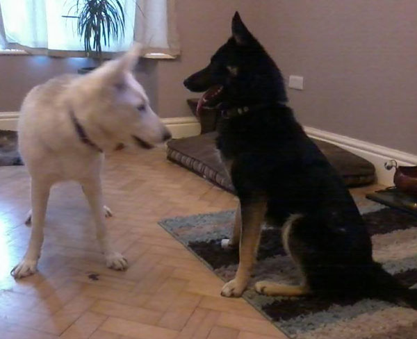 ozzy the young gsd playing with his husky friend