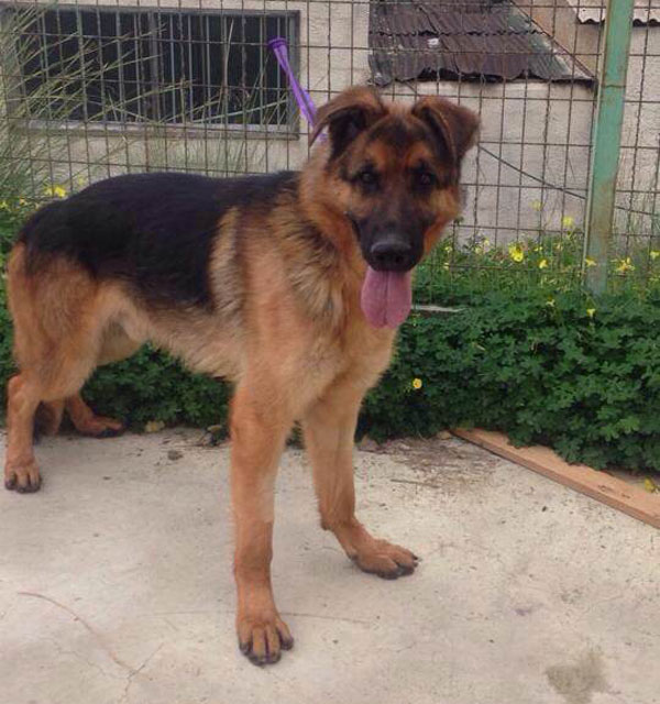 Pluto the rescue gsd is a handsome young boy