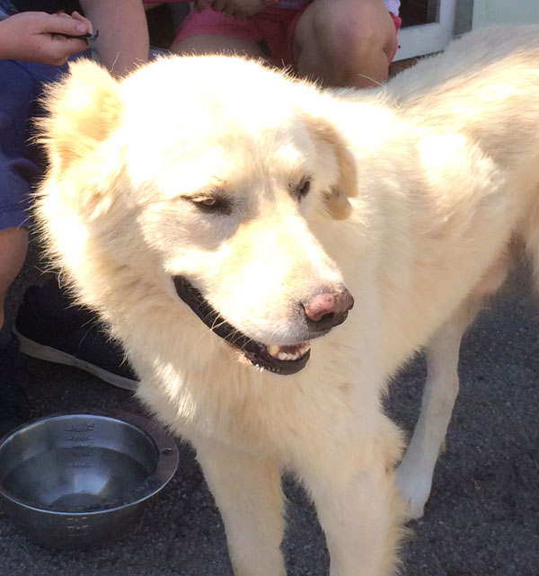 Polar white german shepherd, lovely handsome boy