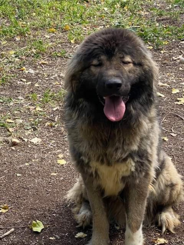 URGENT! Caucasian Shepherds @ GERMAN SHEPHERD DOG RESCUE (GSDR)