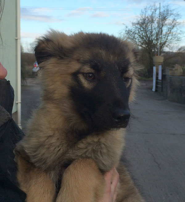 puffi the puppy is far too cute