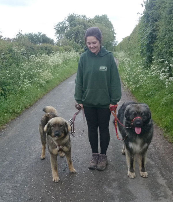 Quillya walking with Azer the Caucasian Shepherd