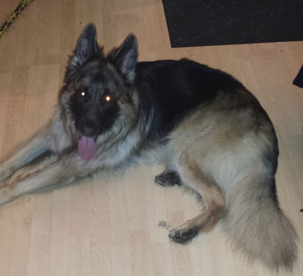 rex young gsd looking for a new home