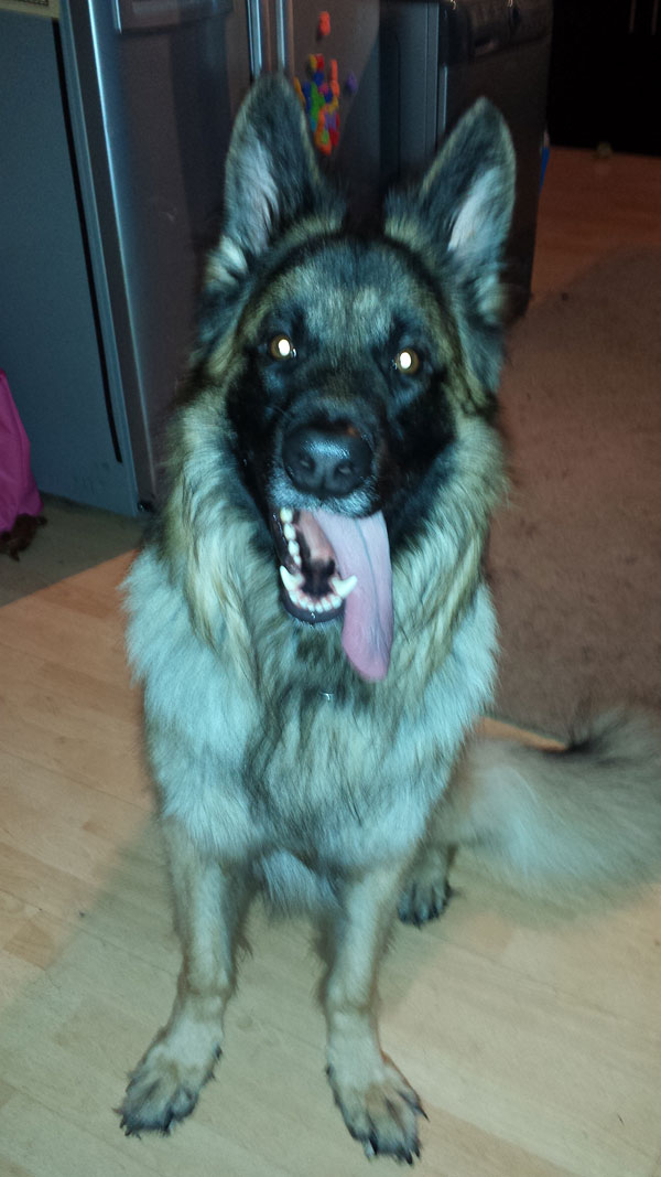 rex powerful young gsd looking for experienced home