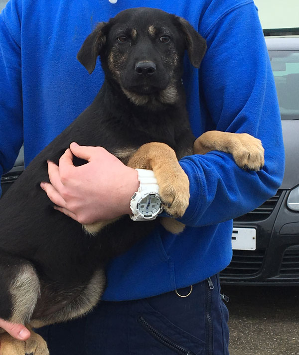 Sweet gsd cross puppy Rhonda