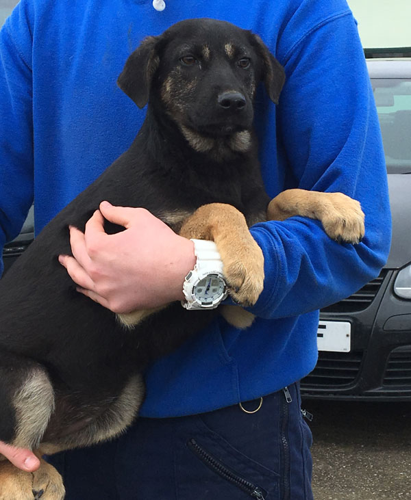 adorable german shepherd cross puppy