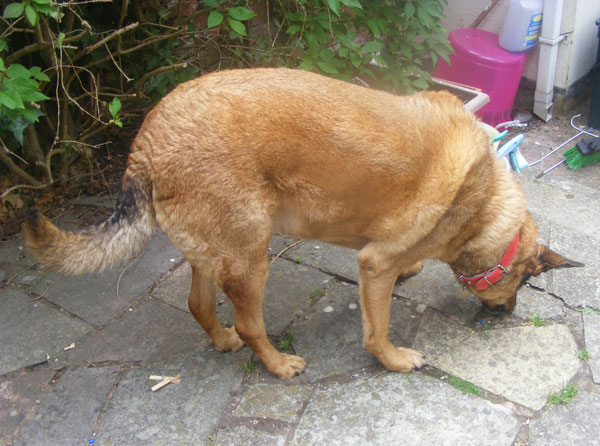 ria the gsd needs more exercise to muscle up and lose a few pounds