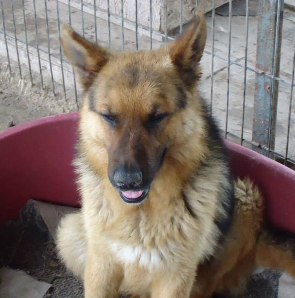 rinty the german shepherd who lived in hell, was given a chance