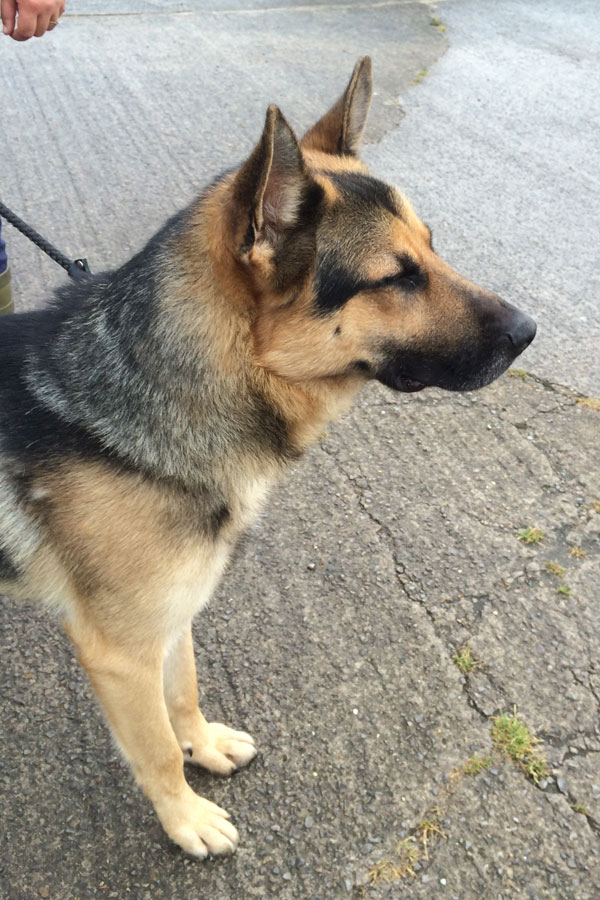 gorgeous young gsd rodney