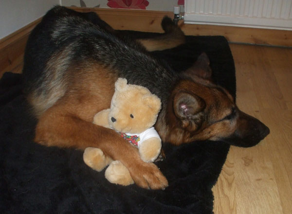 Eva the german shepherd cuddled up with her teddy bear