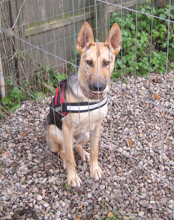 the gorgeous young dog Romeo, gsd with very big ears