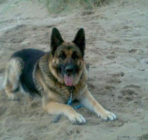 rooney gsd on the beach