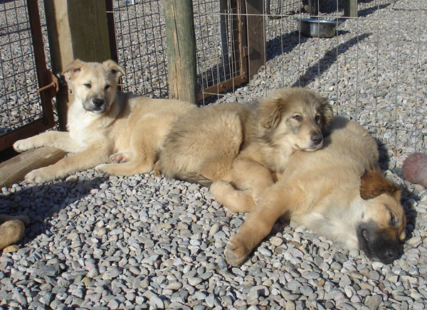 puppies rosie, suzi and lottie