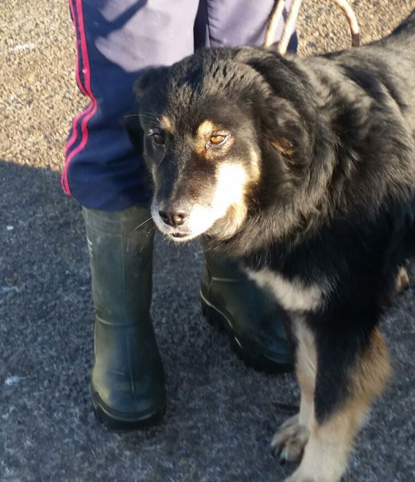 Sweet Rosie GSD cross, a good all rounder.