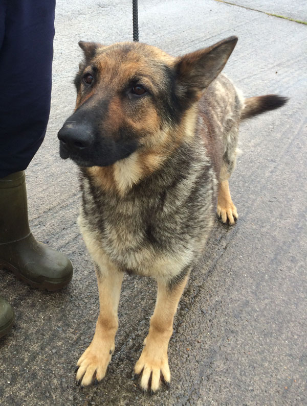 ruby gsd from Ireland looking for her new home