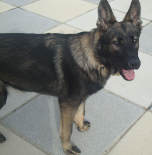 rufus young gsd