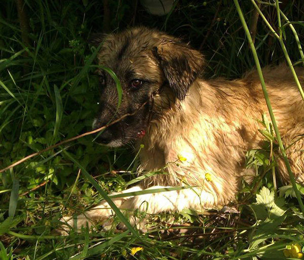 rum was found tied to a tree where he had been left to starve to death