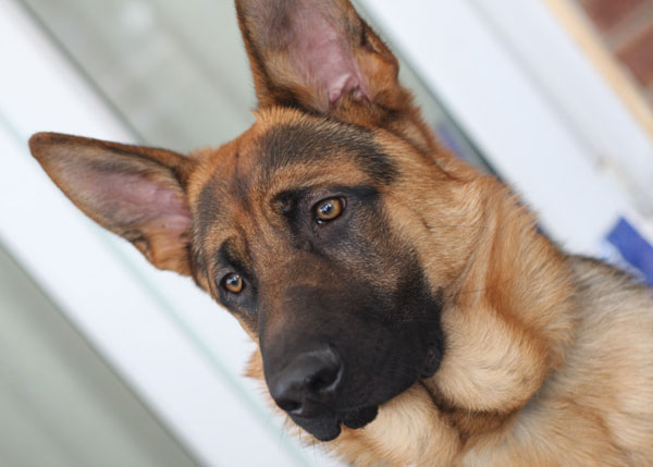 handsome young german shepherd rusko