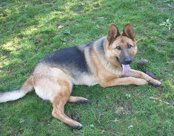 sable the gsd smiling for the camera