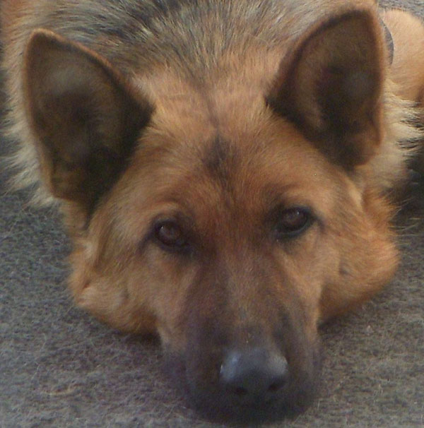 sable the gsd with beautiful eyes