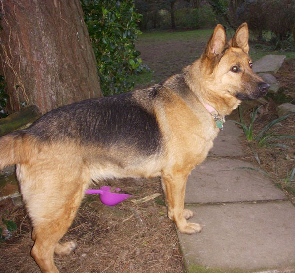 sable a gorgeous gsd girl