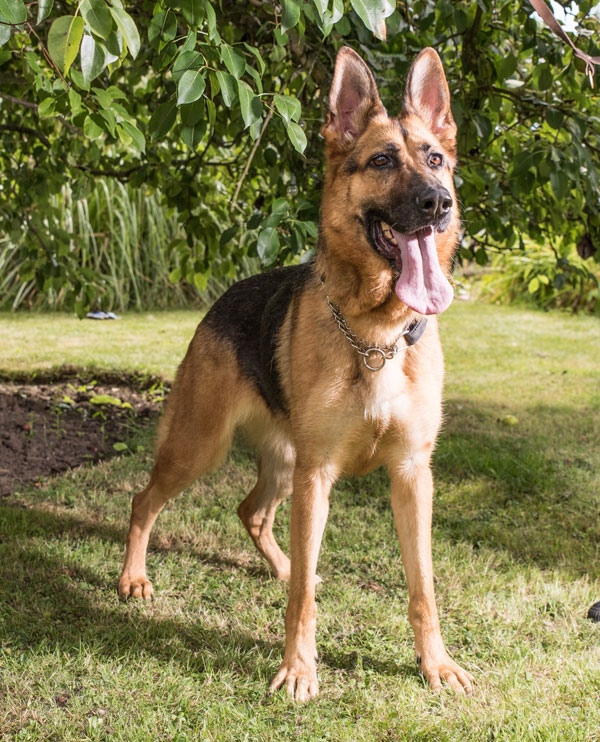 Sadie is a lovely looking young german shepherd