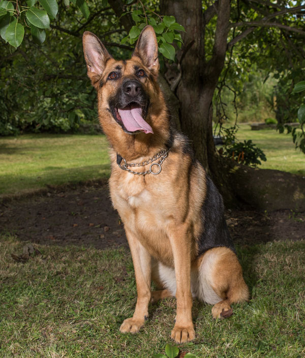 A bouncy young dog who just needs a bit of training