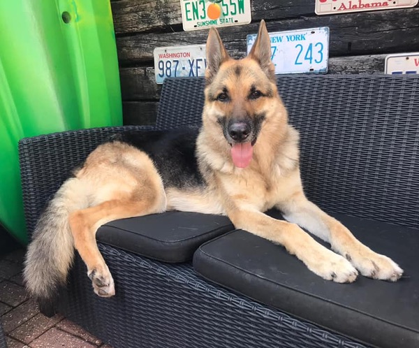 Foster best sale german shepherd