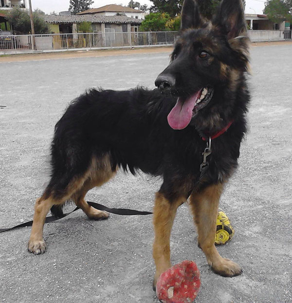 o sad this this young German shepherd dog has had such a bad start in life